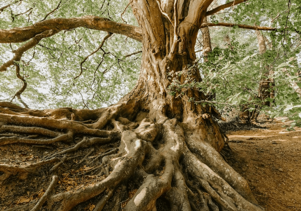 La délivrance du placenta : comprendre et accompagner cette étape essentielle